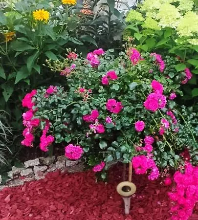 Kwatera prywatna Róża Wiatrów